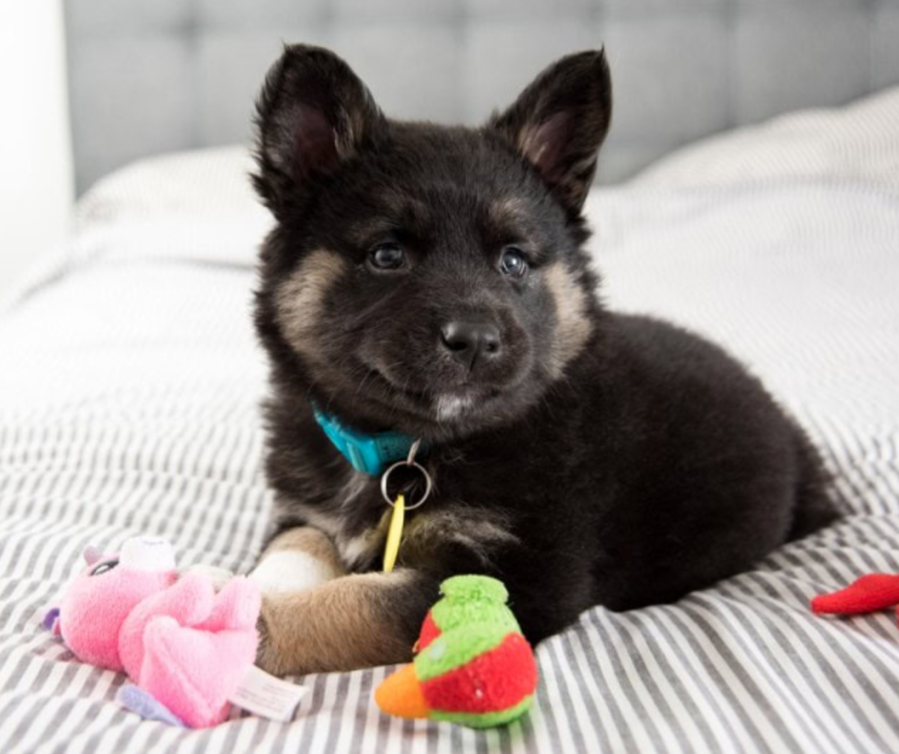 Akita Shepherd (Akita Inu x German Shepherd)